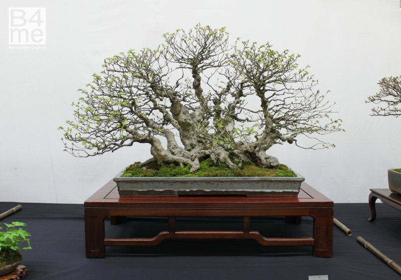 Korean Hornbeam raft bonsai
